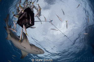 Under the bait as a Lemon comes in to investigate the scent by Stew Smith 